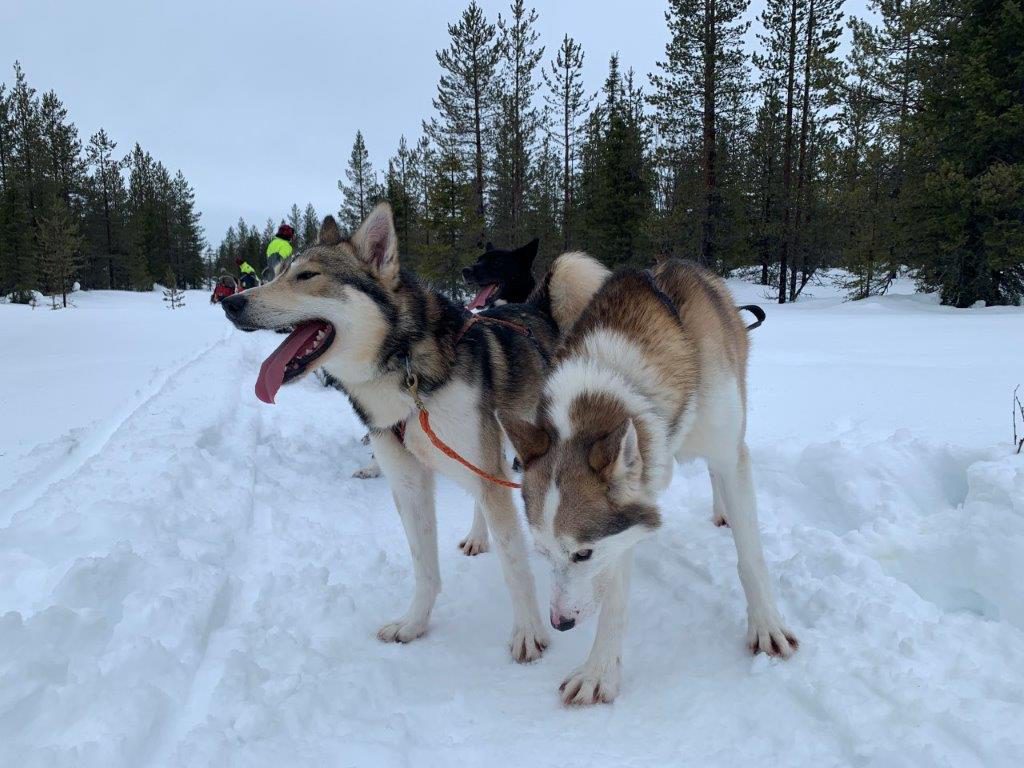 unsere treuen Begleiter die Huskys