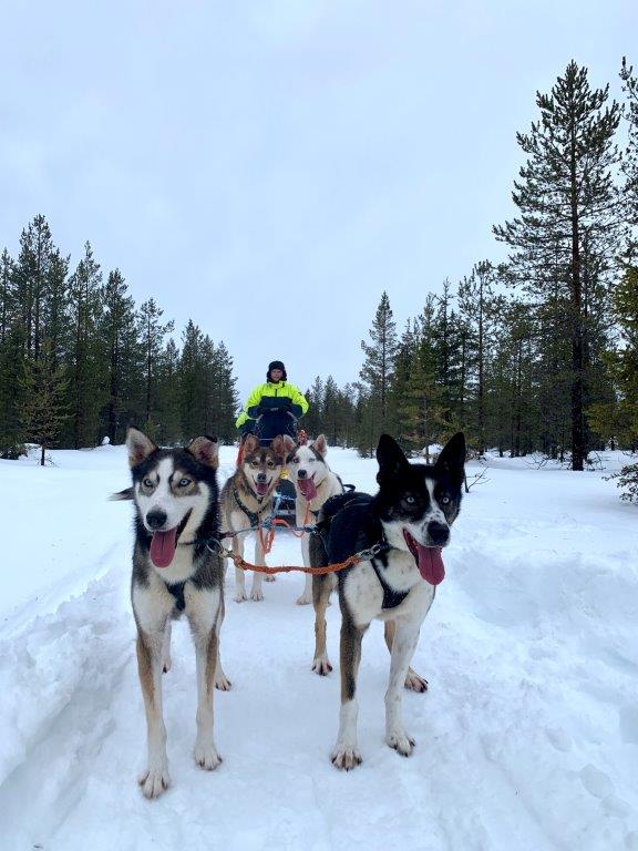 erste Kennenlerntour mit den Huskys