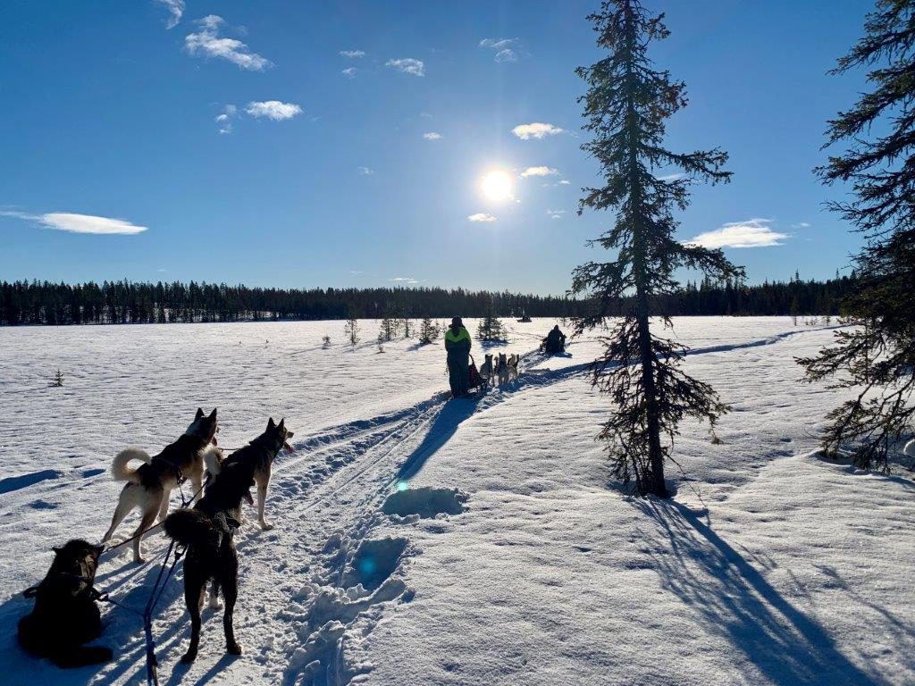 Huskytour Fahrt über Seen und Sümpfe