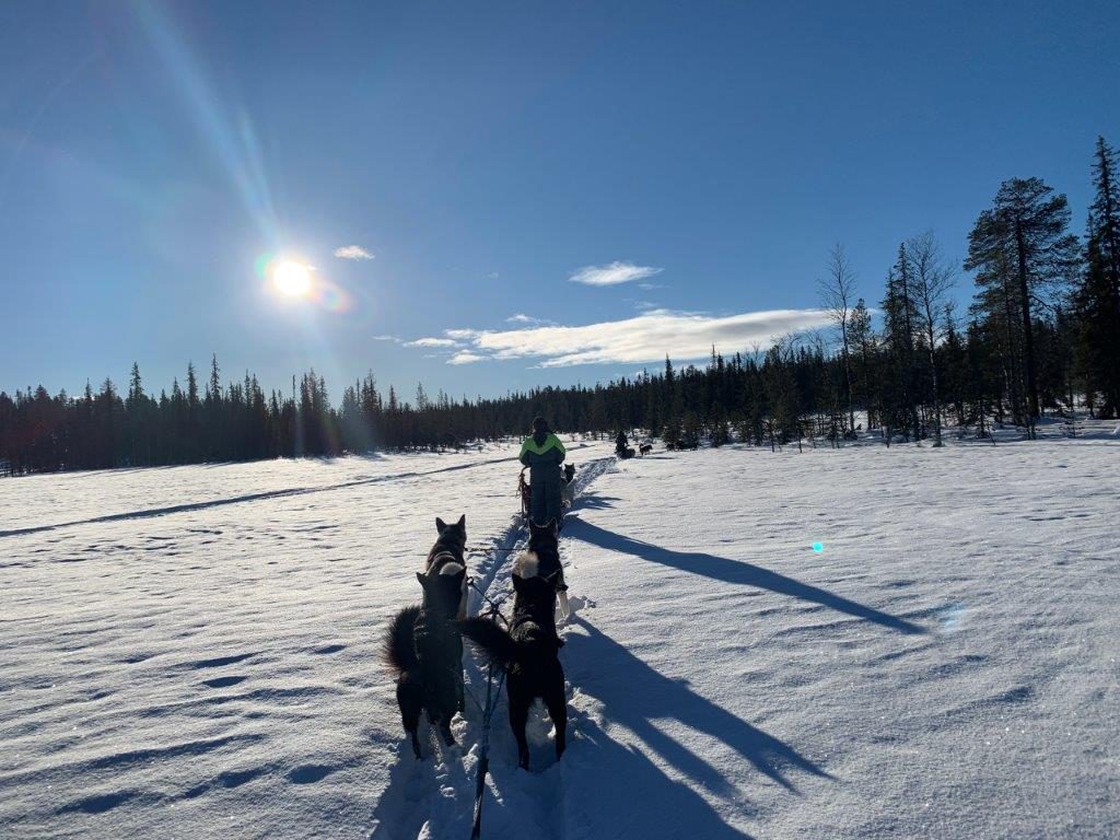 Winter in Lappland Hundeschlittentour