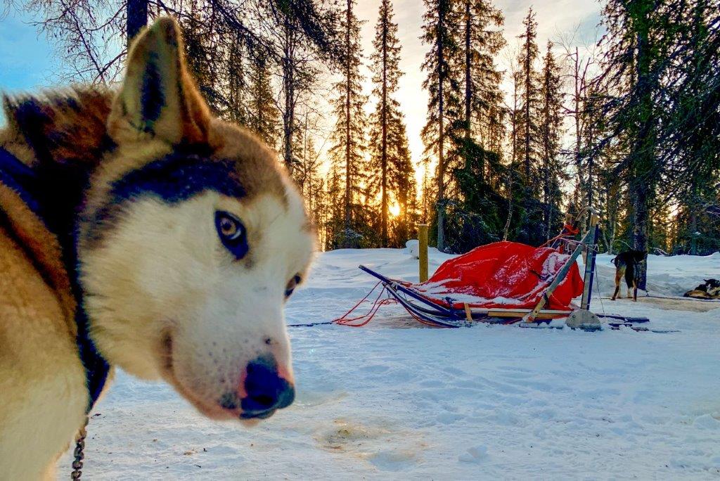 Huskytour durch finnisch Lappland – unser unvergessliches  Abenteuer