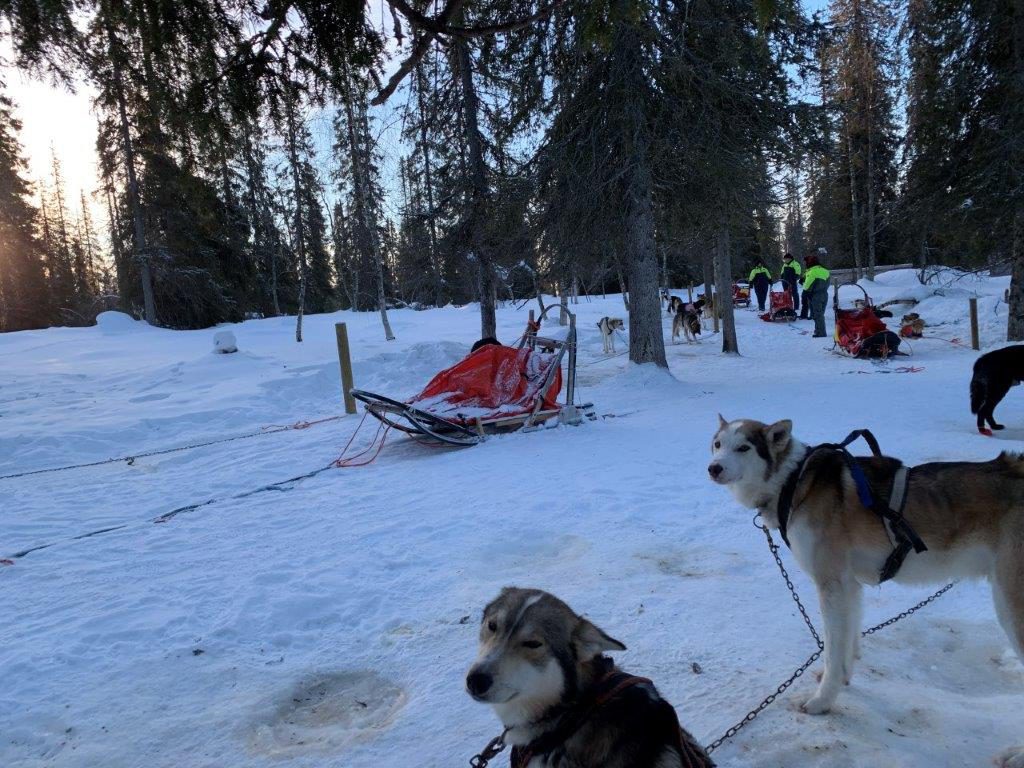 nach der Tour werden die Huskys versorgt