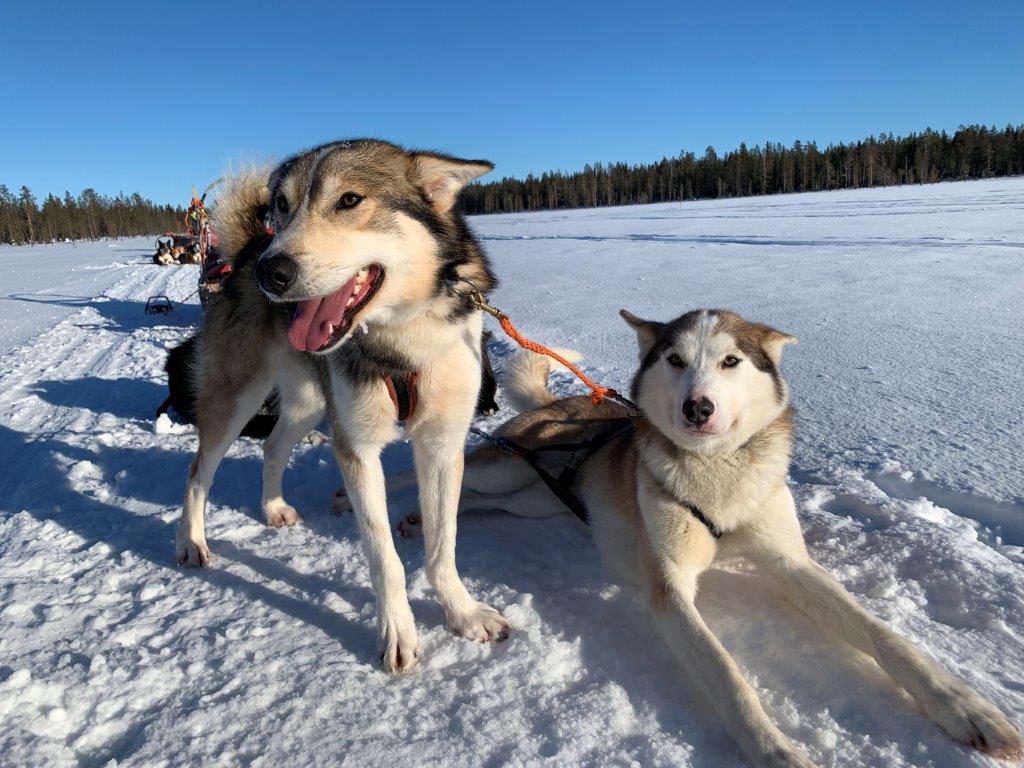 Huskys wohlverdiente Pause