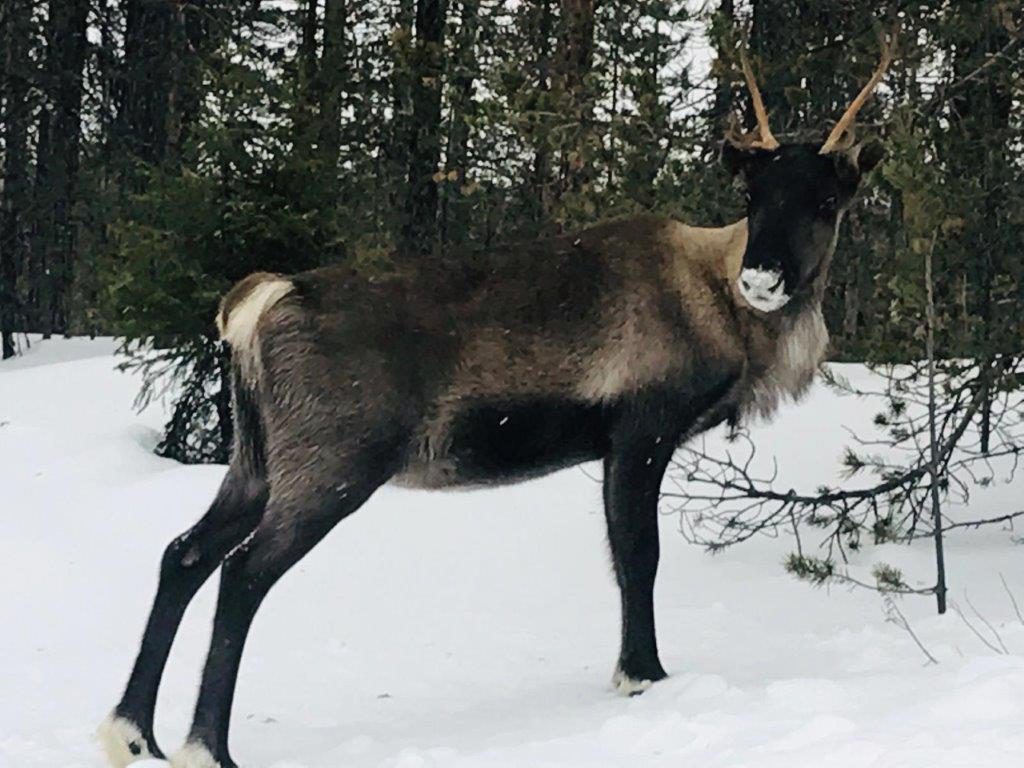 Rentier Lappland