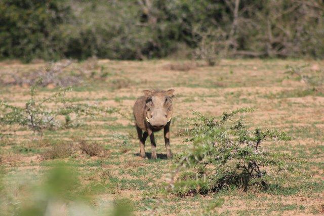 Addo Elephant National Park