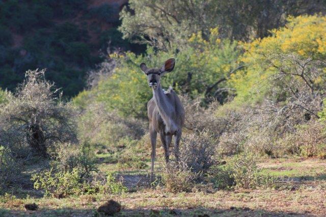 Addo Elephant National Park