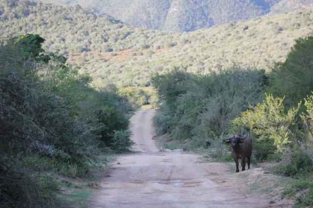 Addo Elephant National Park