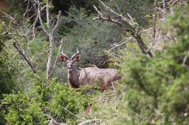 Addo Elephant National Park