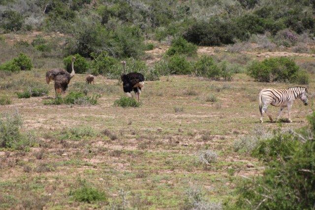 Addo Elephant National Park