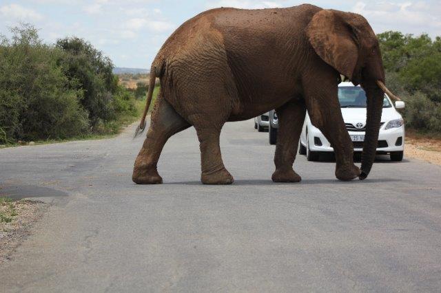 Addo Elephant National Park