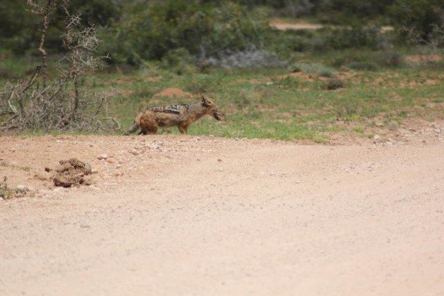 Addo Elephant National Park