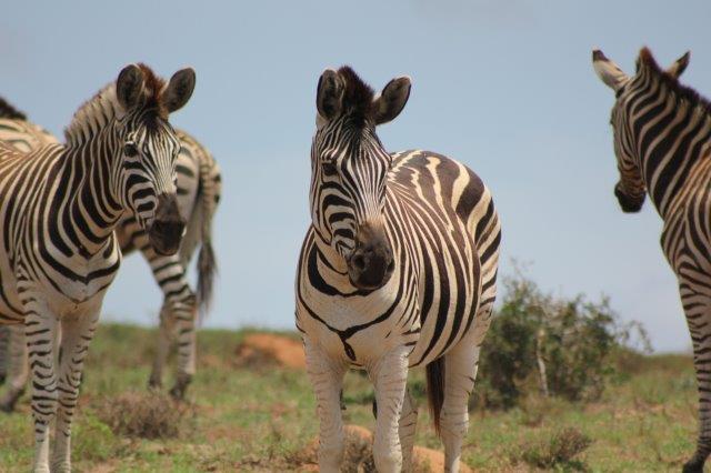 Addo Elephant National Park