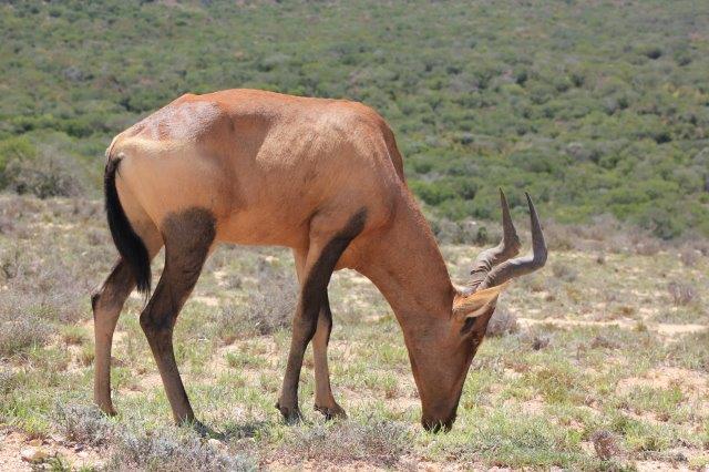 Addo Elephant National Park