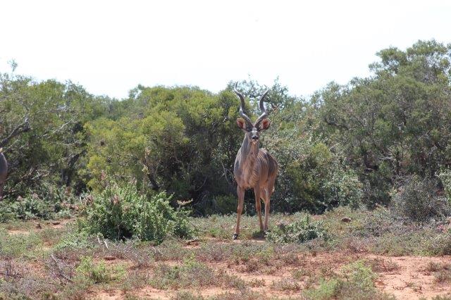 Addo Elephant National Park