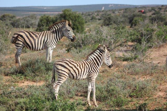 Addo Elephant National Park