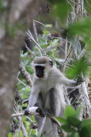 Tsitsikamma National Park