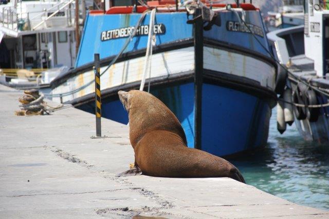 simons town hafen