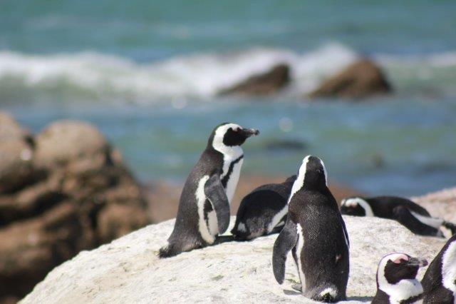 Pinguine am Boulders Beach