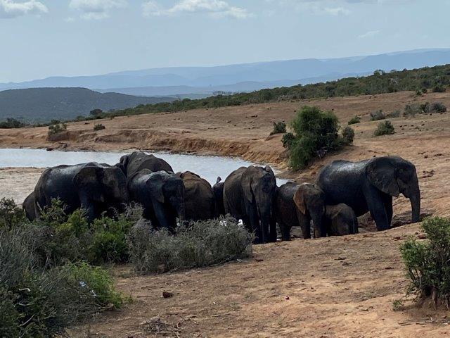 Addo Elephant National Park