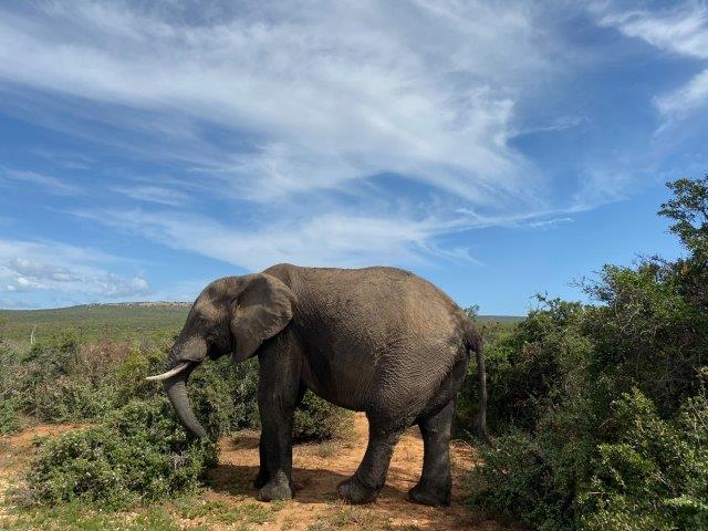 Addo Elephant National Park